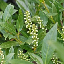 T&M Cherry Laurel Plant Prunus