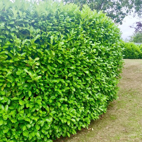 Cherry laurel evergreen - 25,