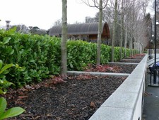 100 Cherry Laurel Fast Growing