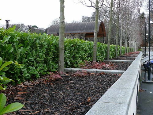 100 cherry laurel fast - laurel,