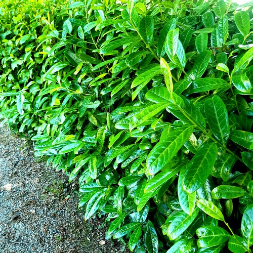 Cherry laurel fast growing - cherry,