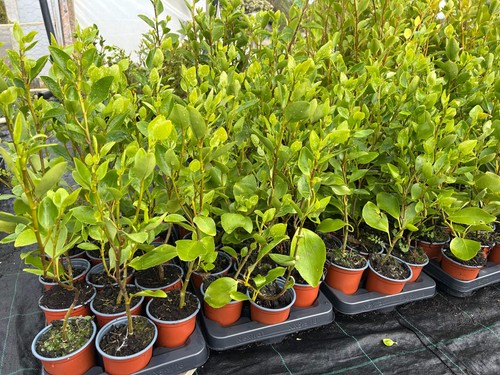 Griselinia hedging plants - plants,