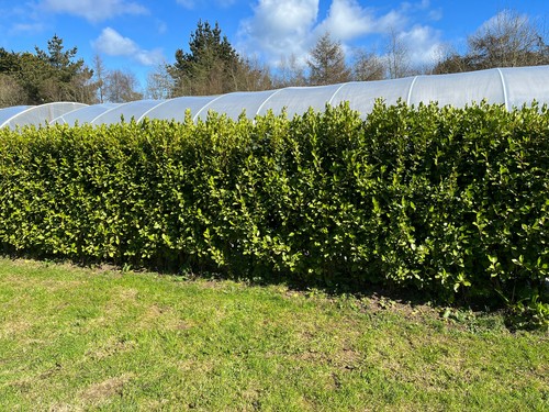 Griselinia hedging plants - 15,