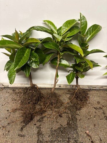 Laurel hedging plants cherry