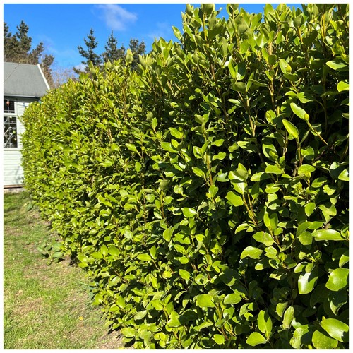 Griselinia hedging plants - 3,