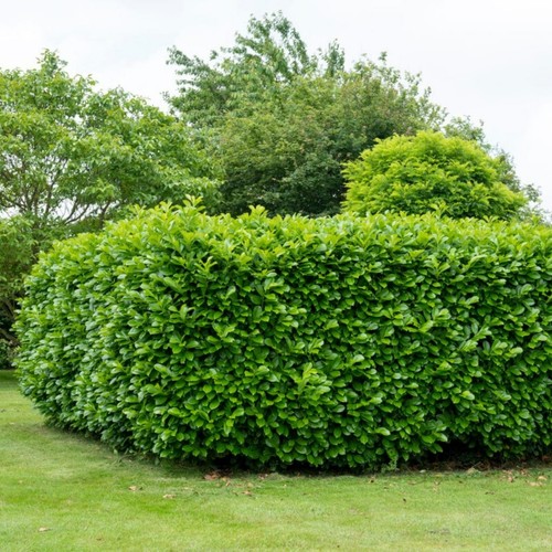 Cherry laurel hedging - cherry, 3l