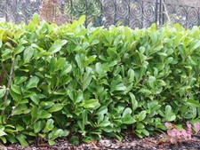 35 Cherry Laurel Fast Growing