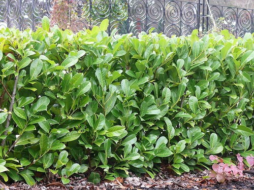 Cherry laurel fast - 35,