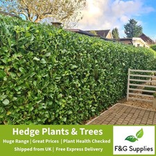 Laurel Evergreen hedge plants