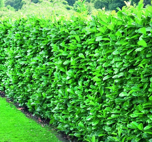 10x large cherry laurel - cherry,