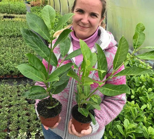 Cherry laurel hedging apx - 15,