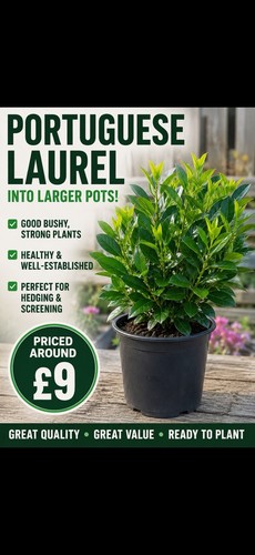 Portuguese laurel pots - 2l,