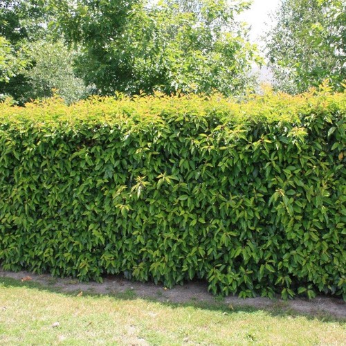 Portuguese laurel hedging - portuguese,