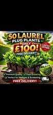 50 Laurel Plug Plants