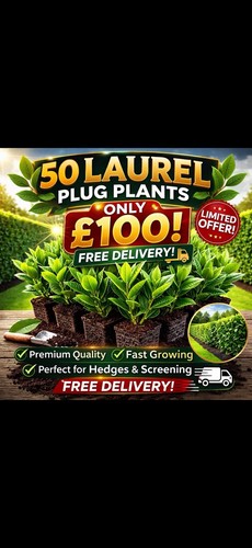 Laurel plug plants - plug,