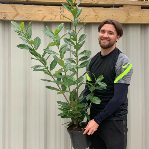 4ft potted cherry laurels - 4ft,
