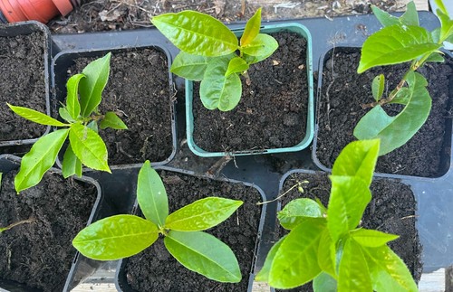 Cherry laurel evergreen - 6,