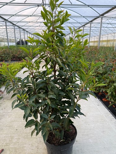 Portuguese laurel hedging - 5,