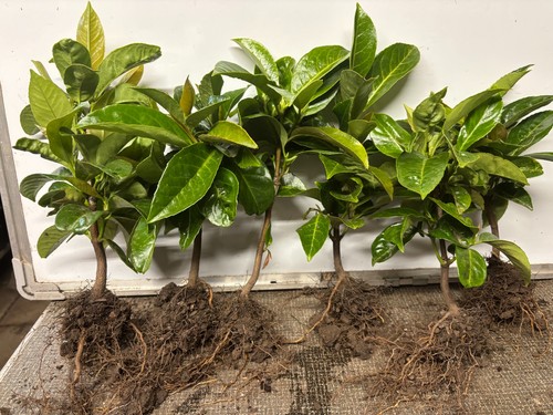 Laurel hedging plants cherry