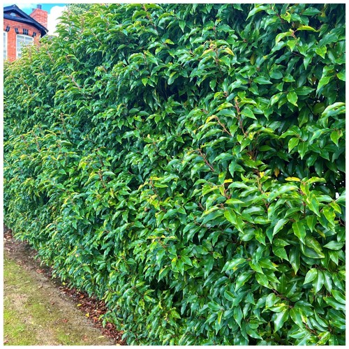 Portuguese laurel hedging - portuguese,