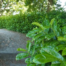 30 Cherry Laurel Fast Growing