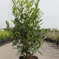 T&M Cherry Laurel Prunus