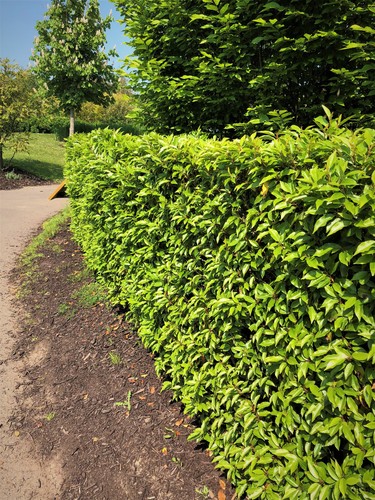 Portuguese laurel hedging - portuguese,