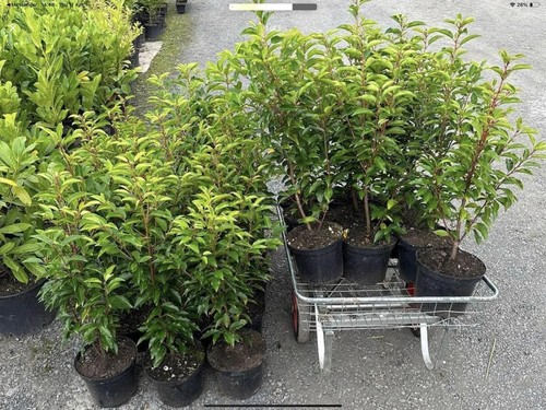 Portuguese laurel hedging - portuguese,