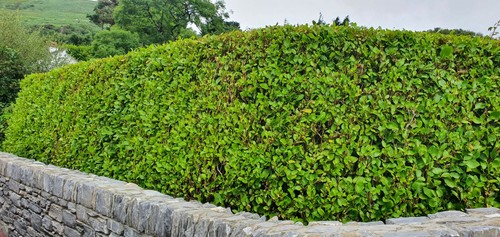 Bushy griselinia hedging - bushy,