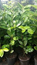 6X CHERRY LAUREL PLANTS