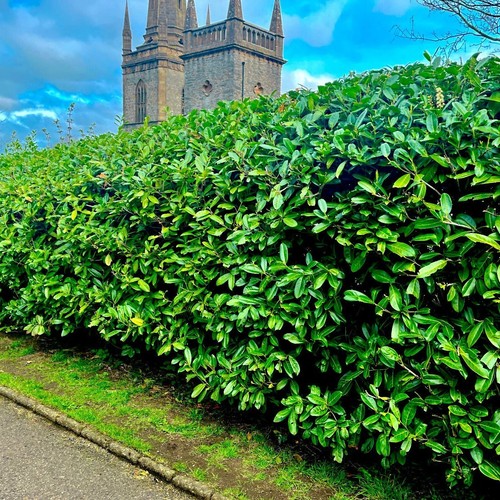 Cherry laurel fast growing - 80,