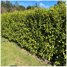 100 Griselinia Hedging Plants