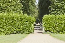 50 Cherry Laurel 2-3ft Tall