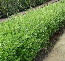 20 Buxus Box Hedging Plants