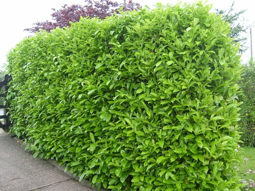 Prunus laurocerasus - prunus,
