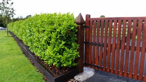 Cherry laurel fast growing - cherry,
