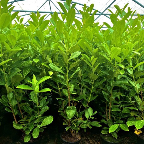 Cherry laurel 4ft 3l - 50,