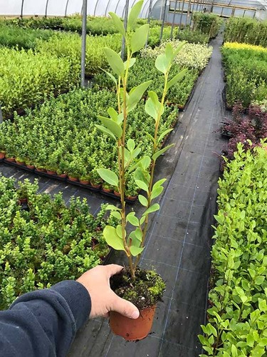 Griselinia hedging plants - hedging,
