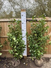 prunus rotundifolia X 10