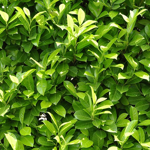 Laurel hedging plant fast - laurel, plant,